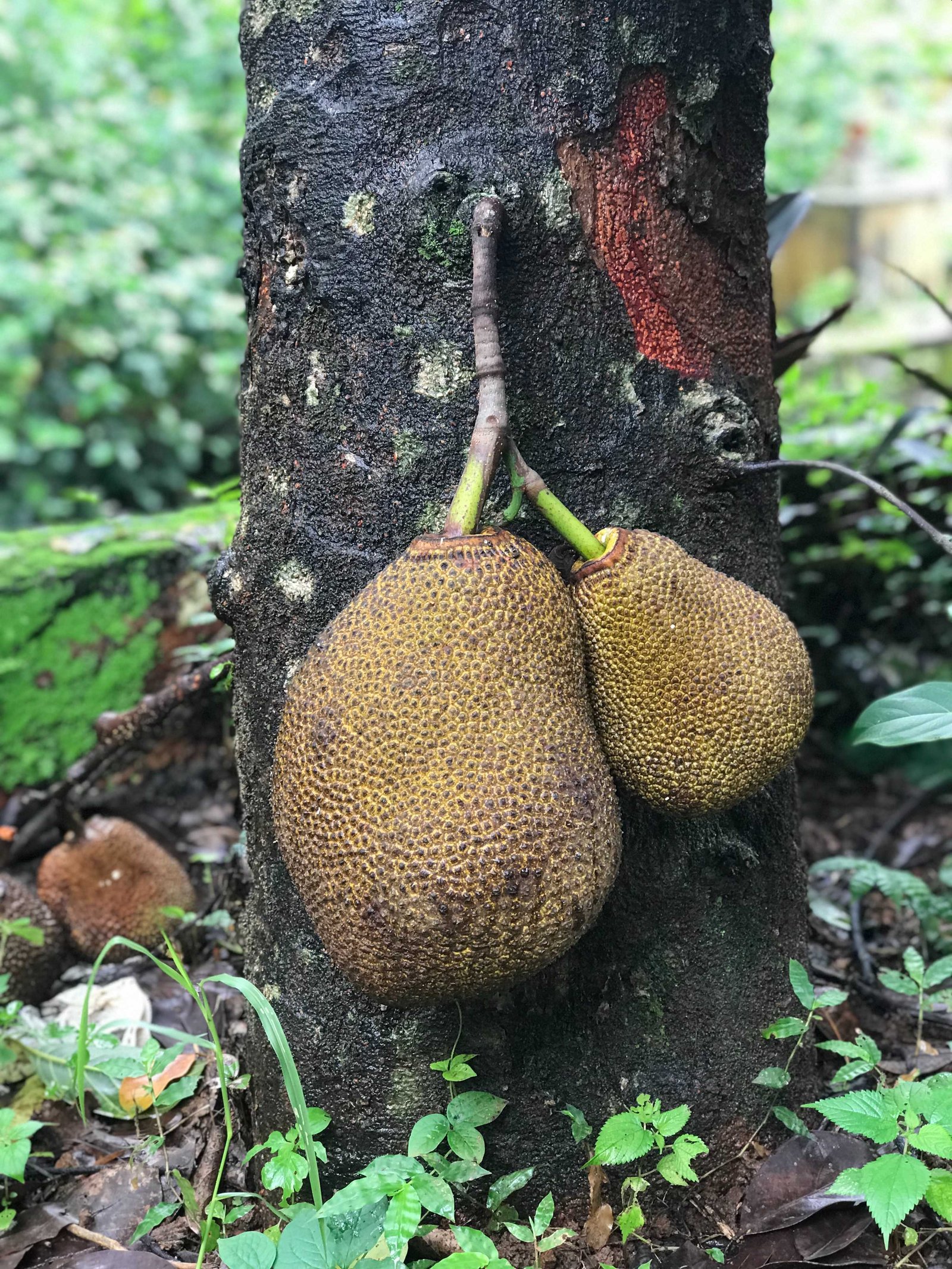 Organic Kerala Jackfruit